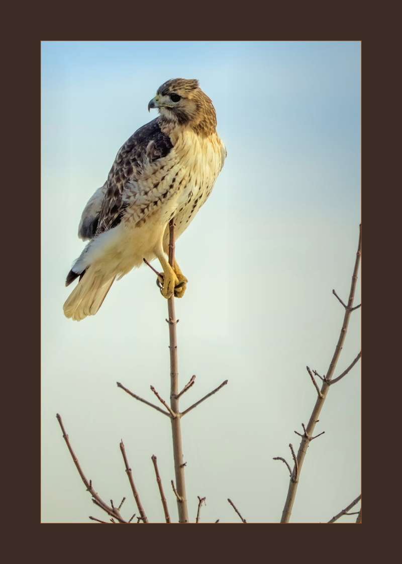 Red-Tailed Hawk- 03